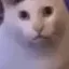 HuhCat HuhCat