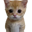 CryingCat