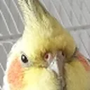 ieby