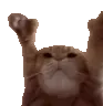 Catting