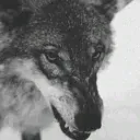 Grr Grr