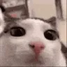 plink