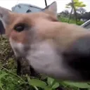 Foxsniff