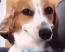 star_smiling_dog