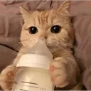 paw_bottle