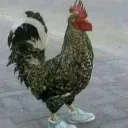 withashoes
