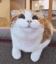 CheerfulFeline7