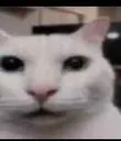SurprisedCat