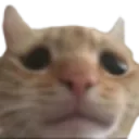 sadsamicat sadsamicat