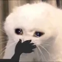:catlaugh: