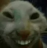 xdd