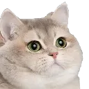 stare stare