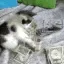 catPaid