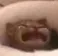 Waaa Waaa