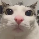 oblivionstare