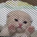 catJail