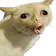 dumbcat