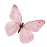 A pink butterfly with delicate wings spread open against a black background.