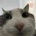 NeutralCat NeutralCat