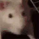 ratJAM