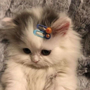Cr_cute2 Discord sticker from #~ 𝐄𝐦𝐩𝐢𝐫𝐞 𝐖𝐞𝐬𝐭 𝟏𝟖𝟕