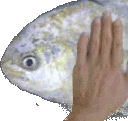Fishpat