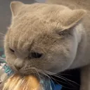 chomp chomp