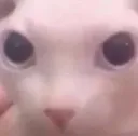bingus