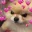 angrylovedoge