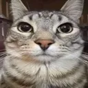 catstare catstare