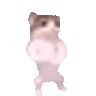 gato