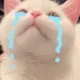 cat_sobbing2