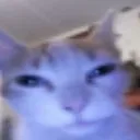 isthistrueorrubbish