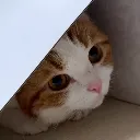 Cat_lurk