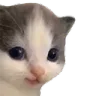 catsmirk
