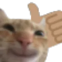 catyes
