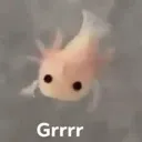 grrrr