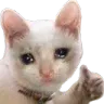 sadokcatto