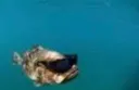 fresh_fish