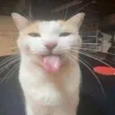 mlem mlem