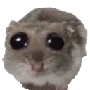 hamster