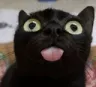 CatDerp