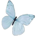 04_butterfly