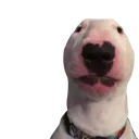 walterggfanum