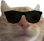 CatGlasses