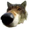 wolfnose