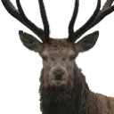 DeerThousandYardStare DeerThousandYardStare