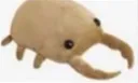 buge buge