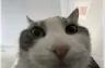 yuh