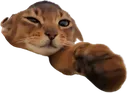 pls